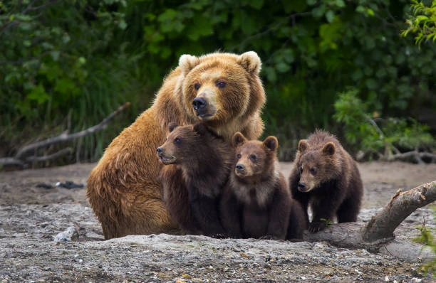 alaska mom brown bear and cubs