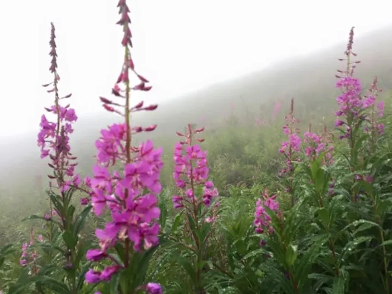 pioneer ridge bed and breakfast inn views 16