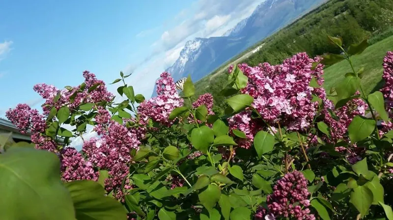 pioneer ridge bed and breakfast inn views 31