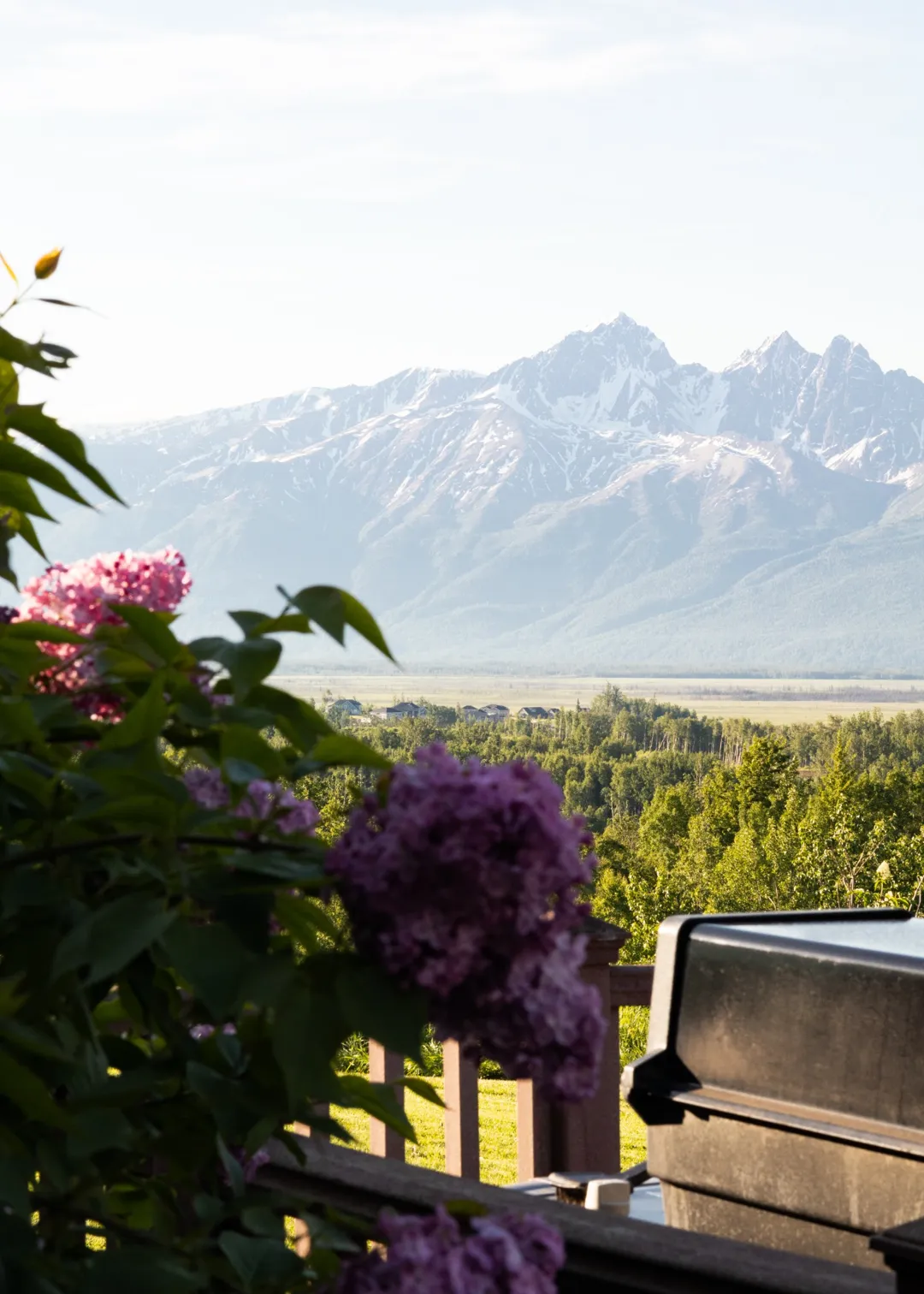 backlit pink flowers planter
