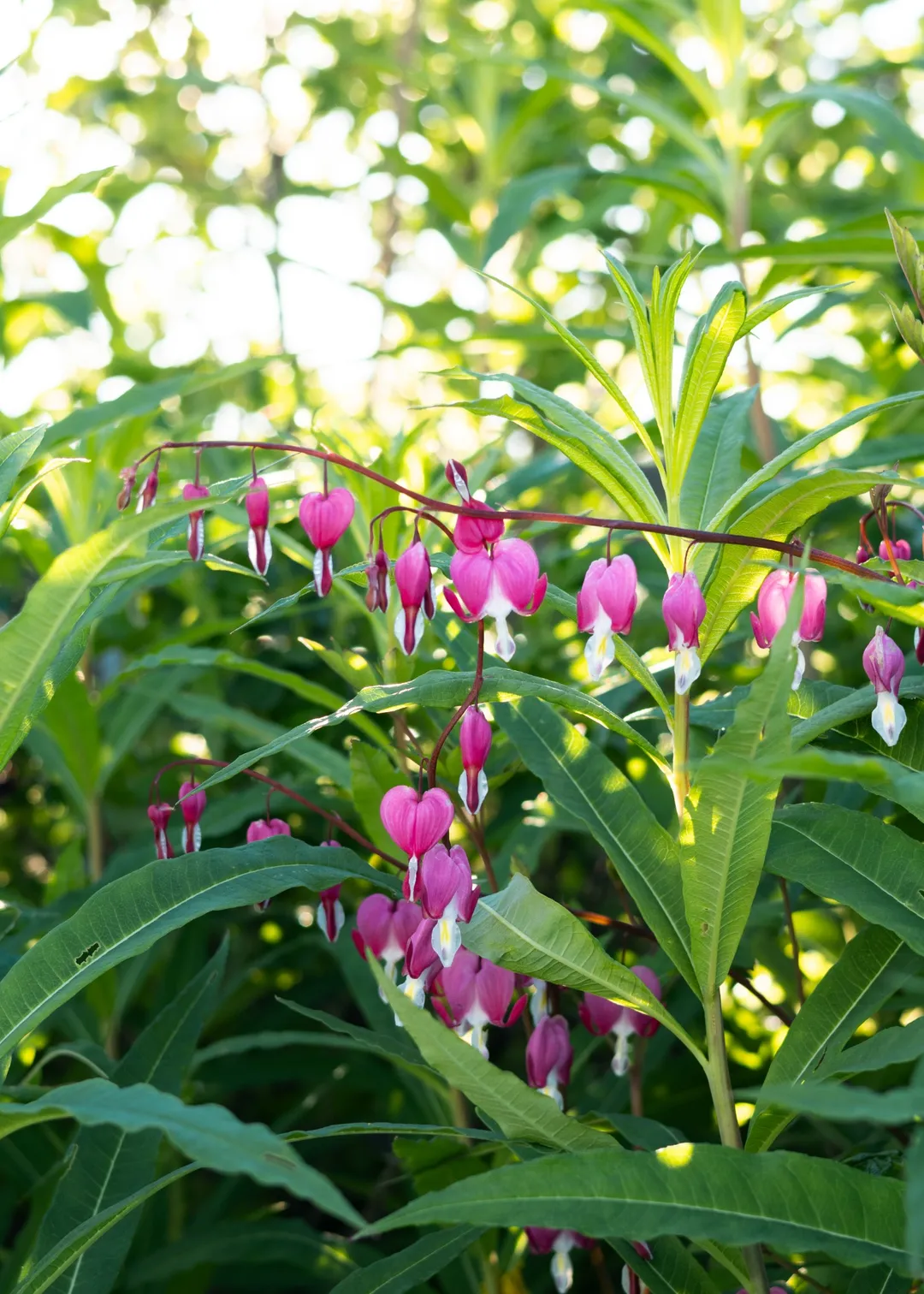barrel planter flowers