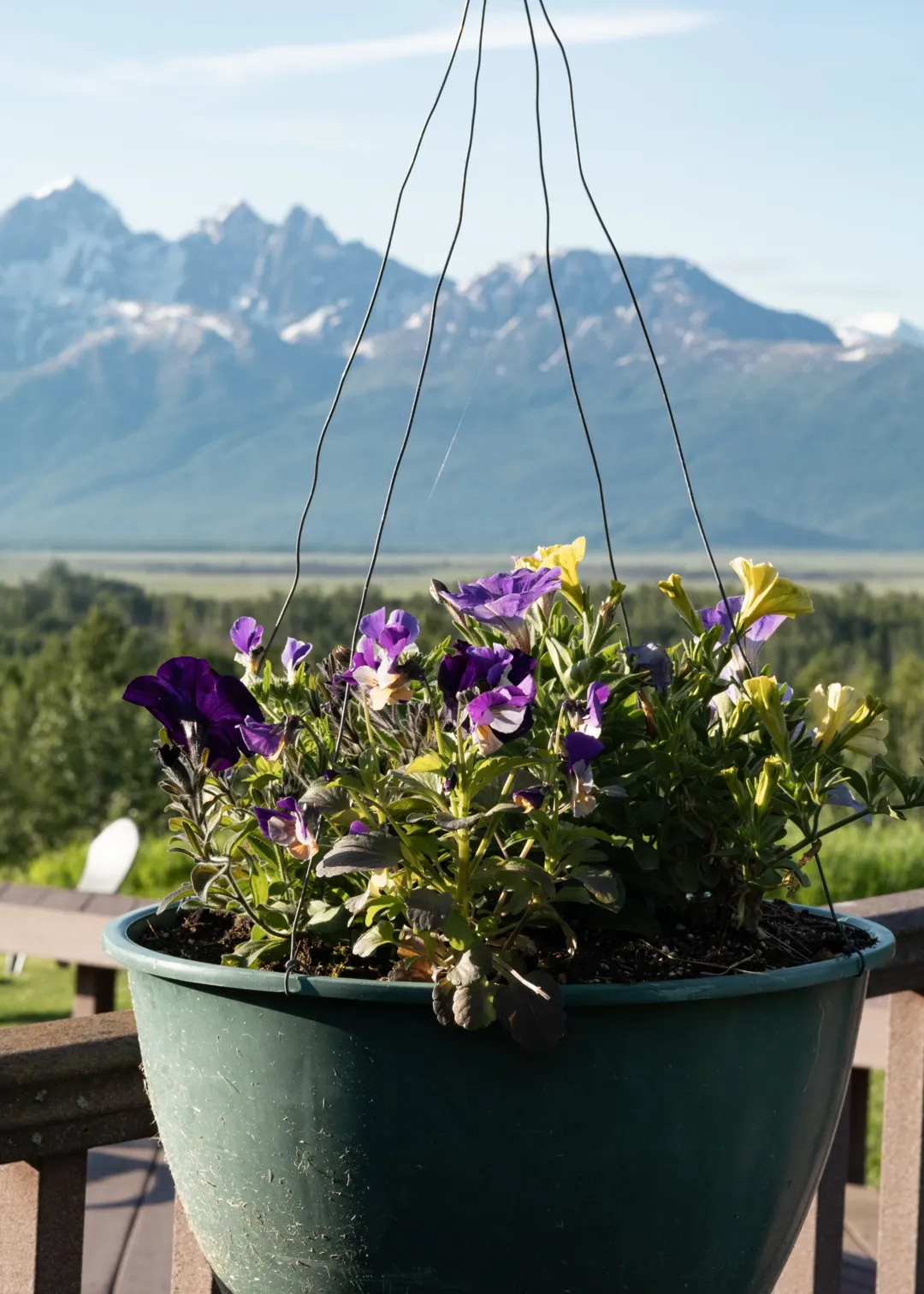 close up daisies planter