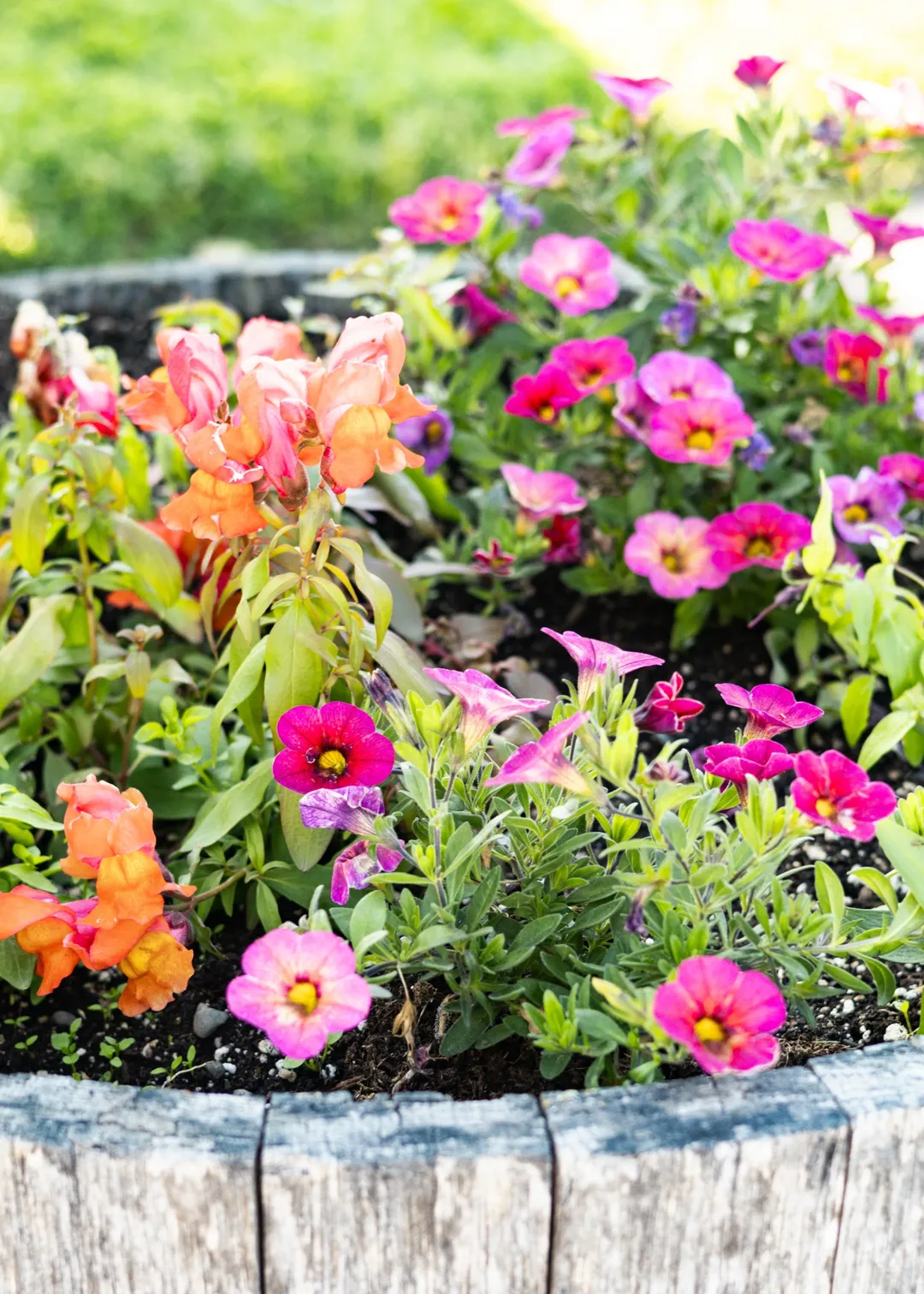 close up light purple lilac