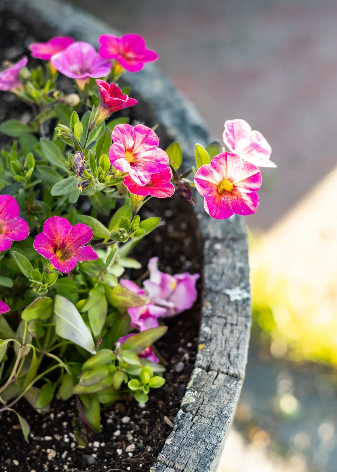 detailed pink lilac flowers