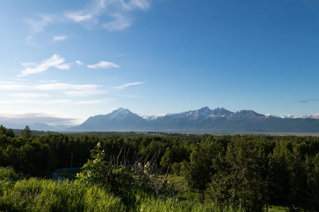 forest and mountains on sunny day