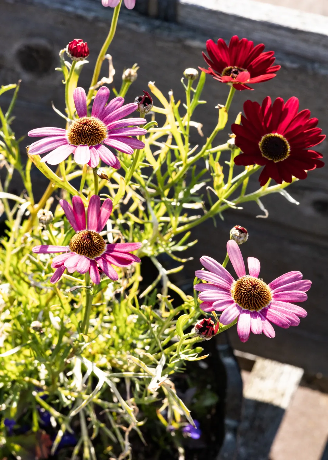 full view carved bear