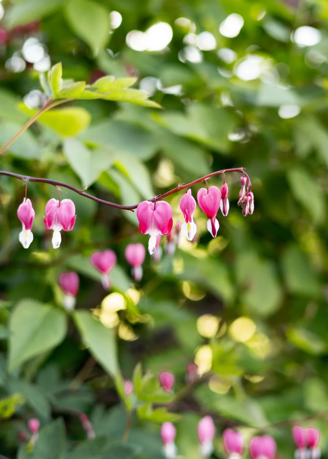 hanging basket flowers mountains