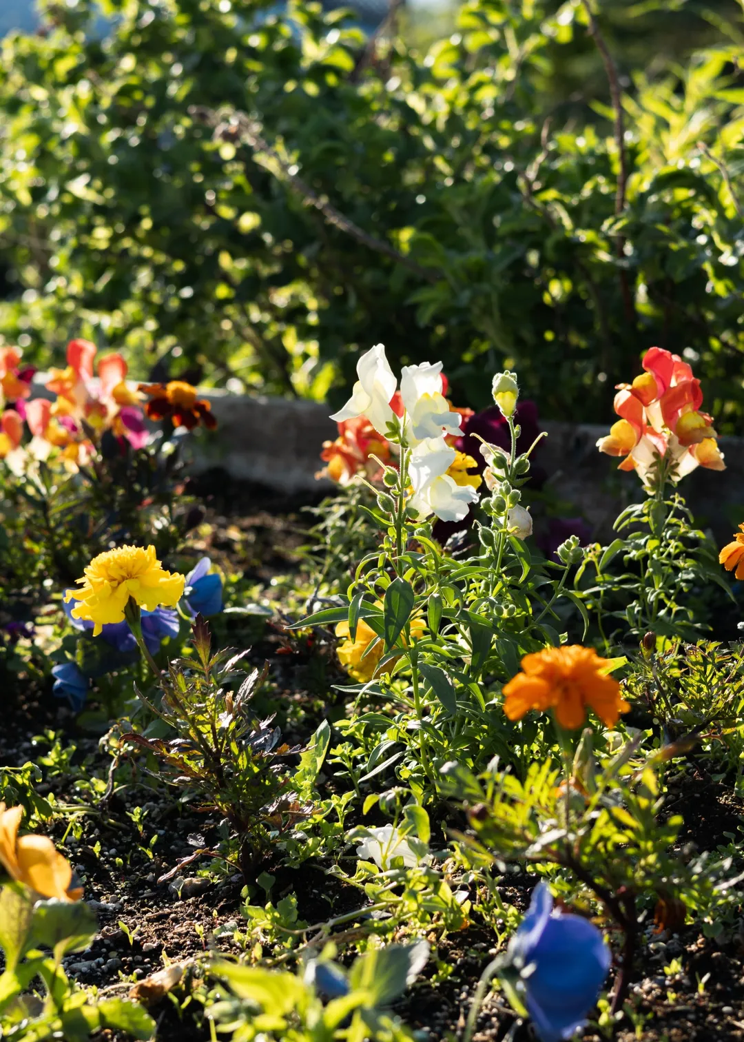 hanging planter flowers mountains