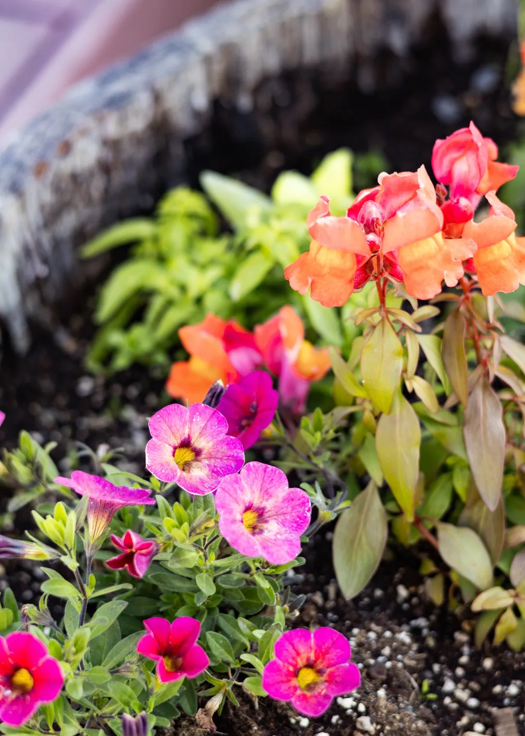 light pink lilac flowers