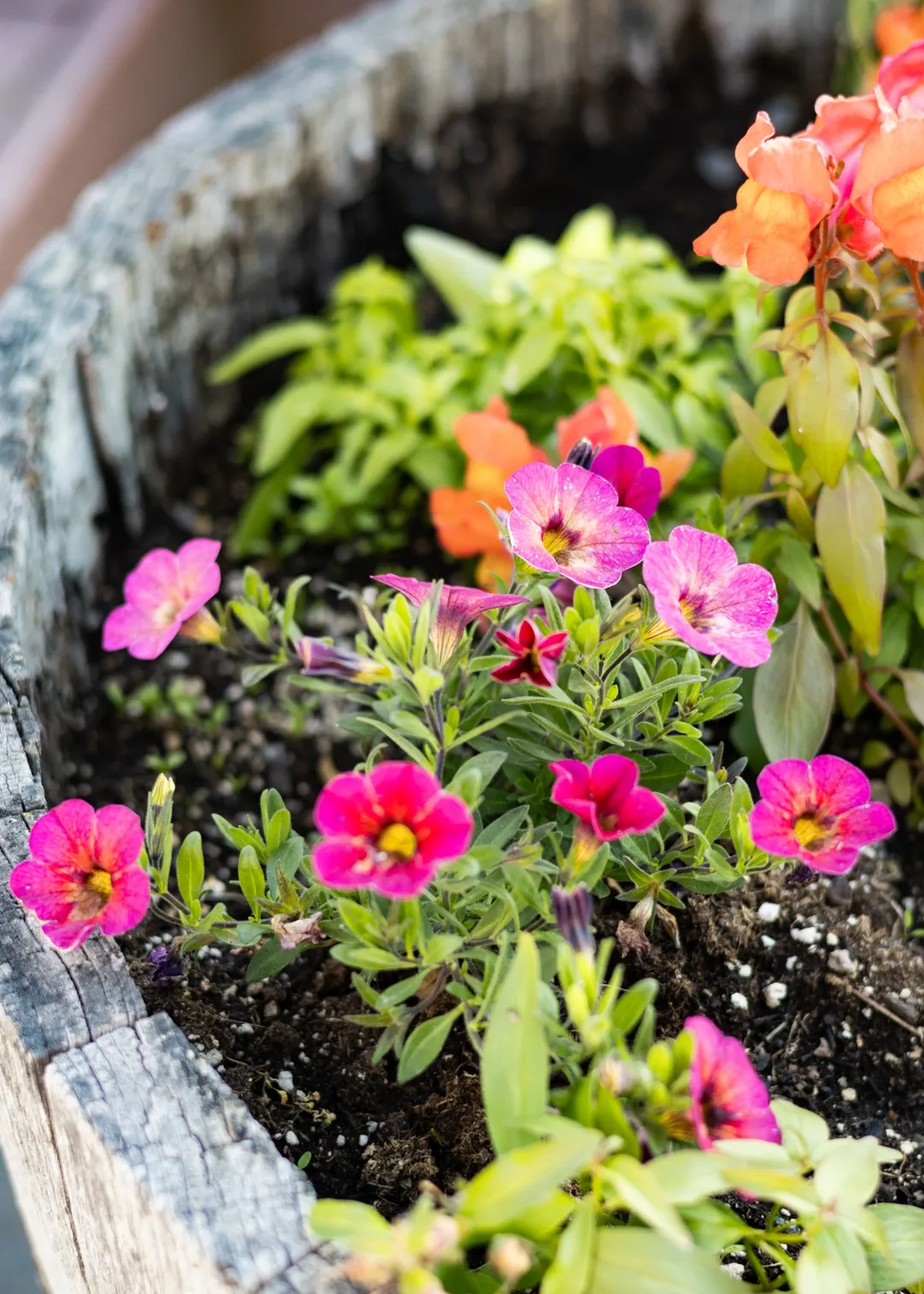 lilac flowers window mountain view