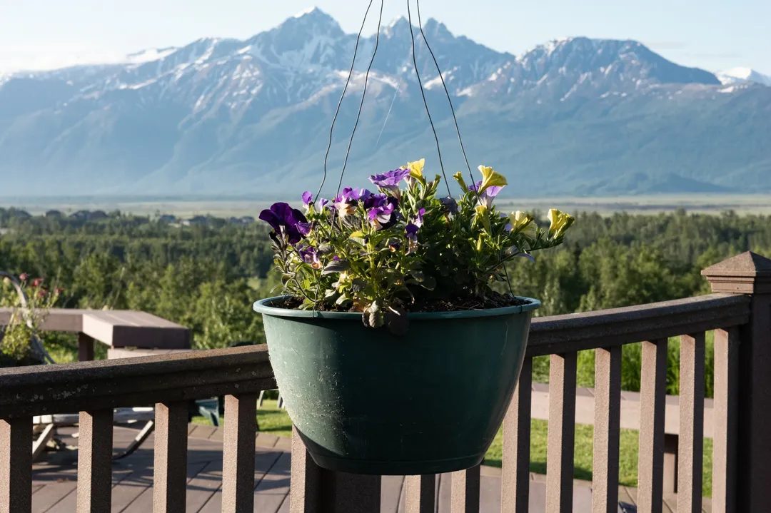 pink bleeding heart flowers