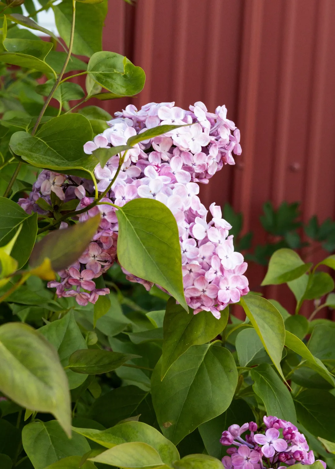 small wooden bear barrel planter