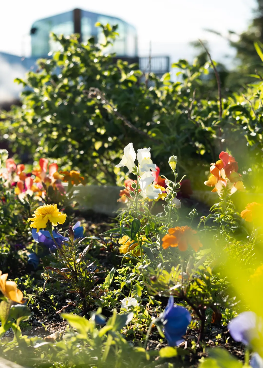 wide view hanging planter